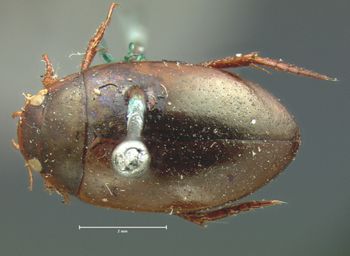 Media type: image;   Entomology 35072 Aspect: habitus dorsal view